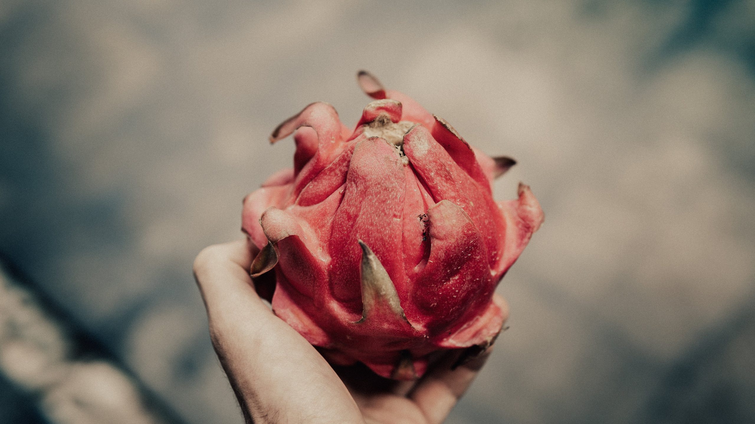 Le potentiel du pitaya en Europe : « Nous constatons déjà un changement dans la provenance de ces produits. »