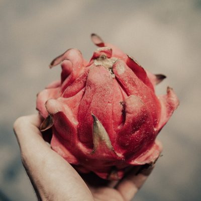 Le potentiel du pitaya en Europe : « Nous constatons déjà un changement dans la provenance de ces produits. »